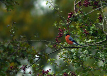 Eurasian Bullfinch