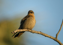 Eurasian Crag Martin