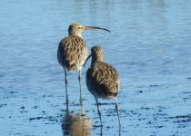 Eurasian Curlew