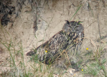 Eurasian Eagle-Owl