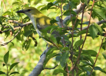 Eurasian Golden Oriole