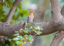 Eurasian Hoopoe