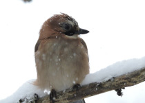Eurasian Jay