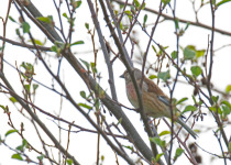 Eurasian Linnet