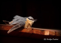 Eurasian Nuthatch