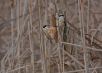 Eurasian Penduline Tit