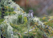 Eurasian Pygmy Owl