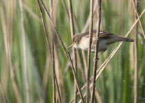Eurasian Reed Warbler
