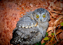 Eurasian Scops Owl