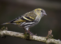 Eurasian Siskin