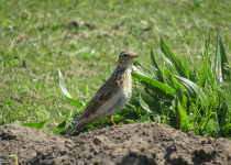 Eurasian Skylark