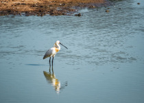 Eurasian Spoonbill