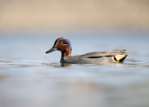 Eurasian Teal