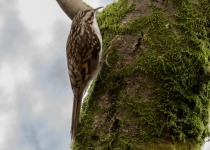 Eurasian treecreeper
