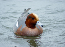 Eurasian Wigeon