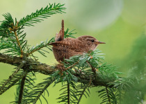 Eurasian Wren