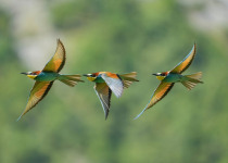 European Bee-eater