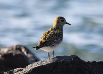 European Golden Plover