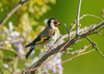 European Goldfinch