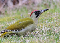 European Green Woodpecker