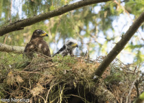 European Honey Buzzard