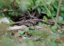 European Nightjar