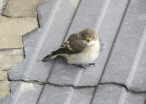 European Pied Flycatcher