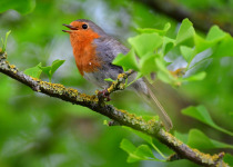European Robin