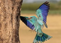 European Roller
