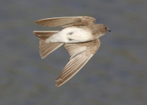 European Sand Martin