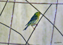 European Serin