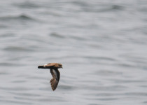 European Storm Petrel