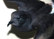 European Storm Petrel