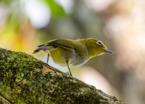 Everett's White-eye