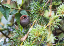 Eye-ringed Thistletail