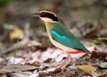 Fairy Pitta