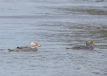 Falkland steamer duck