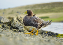 Falkland steamer duck