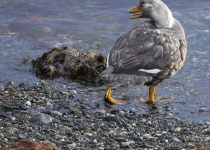 Falkland steamer duck