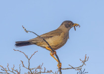 Falkland thrush