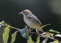 Fan-tailed Cisticola