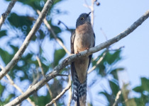 Fan-tailed Cuckoo
