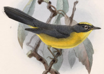 Fan-tailed Warbler
