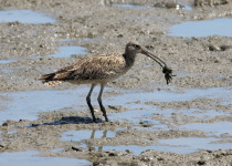 Far Eastern Curlew