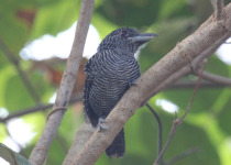 Fasciated Antshrike
