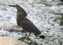 Fasciated Tiger-Heron