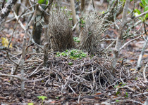 Fawn-breasted Bowerbird