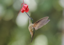 Fawn-breasted Brilliant