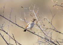 Fawn-colored Lark