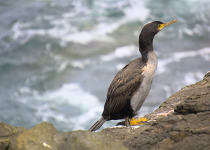 Featherstone's Shag